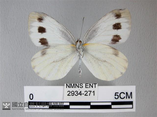 緣點白粉蝶藏品圖，第2張