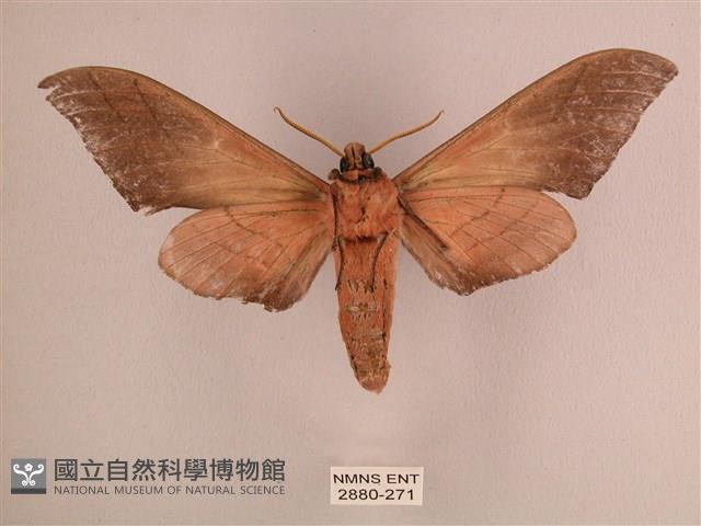 直翅六點天蛾藏品圖，第2張