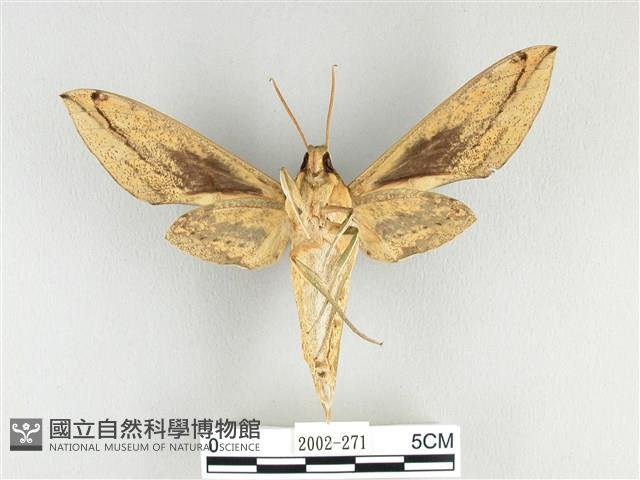 泛綠背線天蛾藏品圖，第2張