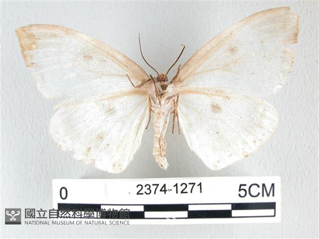 圓翅大鉤蛾藏品圖，第2張