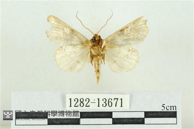 紅暈散紋夜蛾藏品圖，第2張