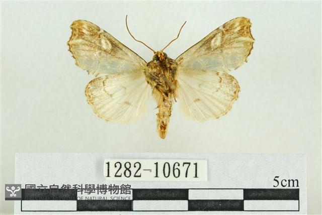 紅暈散紋夜蛾藏品圖，第2張