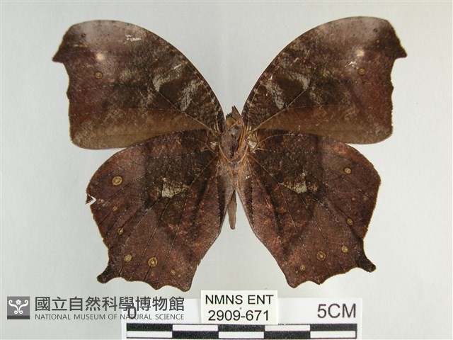 森林暮眼蝶、黑樹蔭蝶藏品圖，第2張