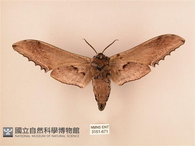 臺灣鋸翅天蛾藏品圖，第2張