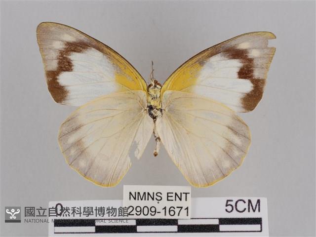 尖翅尖粉蝶藏品圖，第2張