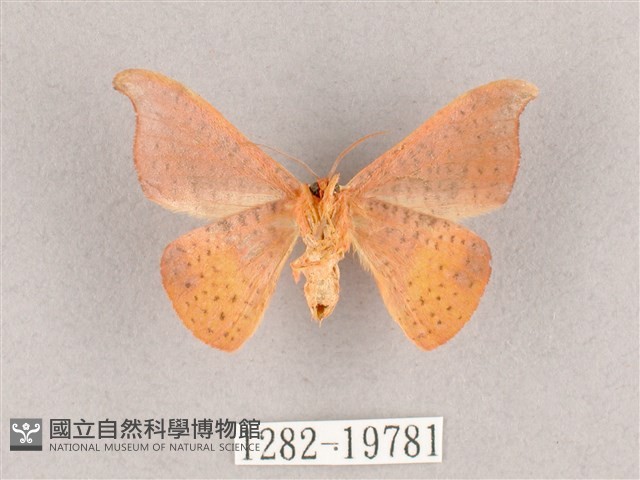 銀端帶鉤蛾藏品圖，第2張