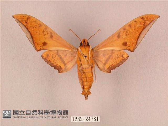 裂斑鷹翅天蛾藏品圖，第2張