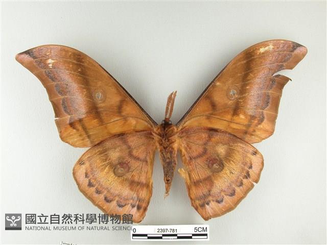 大透目天蠶蛾藏品圖，第2張