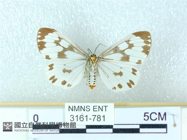 粉蝶燈蛾藏品圖，第2張