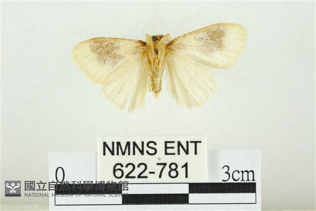 寬紋黃毒蛾藏品圖，第2張
