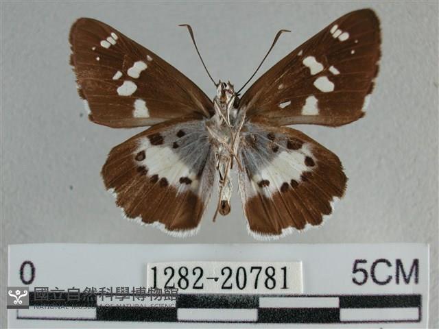 玉帶弄蝶藏品圖，第2張