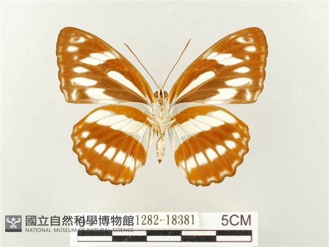 寬帶線蛺蝶藏品圖，第2張