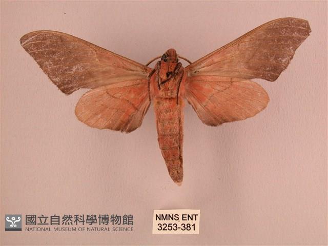 直翅六點天蛾藏品圖，第2張