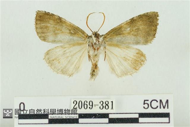 臺灣銀斑異波紋蛾藏品圖，第2張