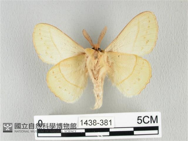 青枯葉蛾藏品圖，第2張