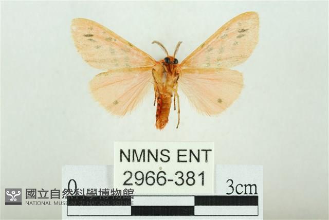 三條橙燈蛾藏品圖，第2張