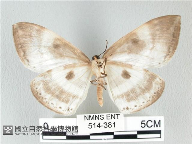 圓翅大鉤蛾藏品圖，第2張