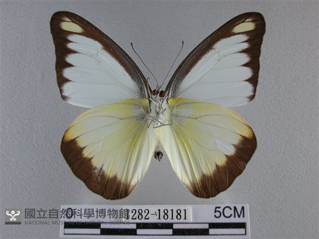 異色尖粉蝶藏品圖，第2張