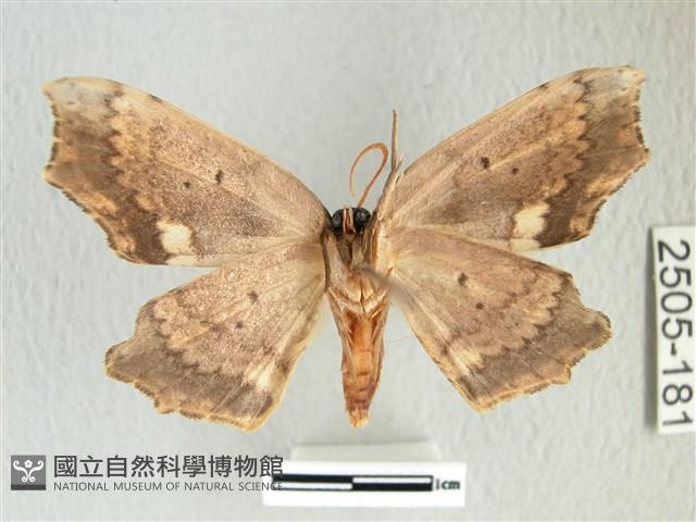 凹角鉤蛾藏品圖，第2張