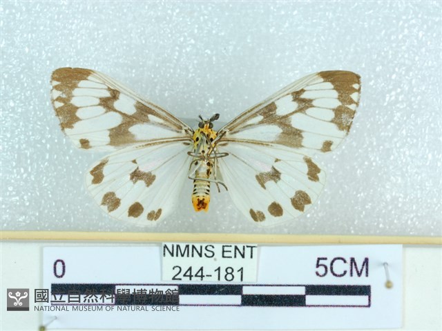 粉蝶燈蛾藏品圖，第2張