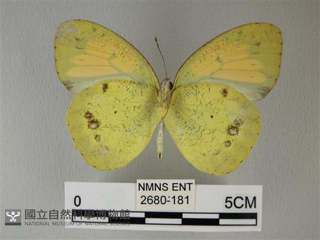 異粉蝶、雌白黃蝶藏品圖，第2張