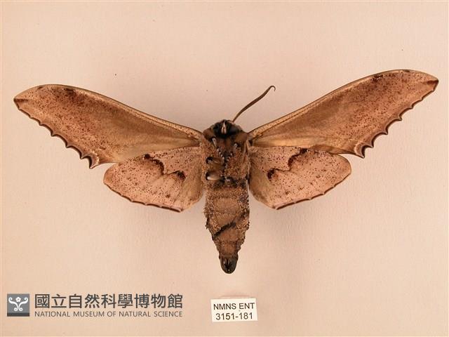 臺灣鋸翅天蛾藏品圖，第2張