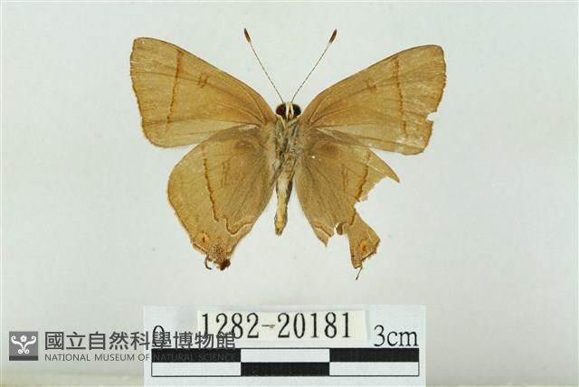 霓彩燕灰蝶藏品圖，第2張