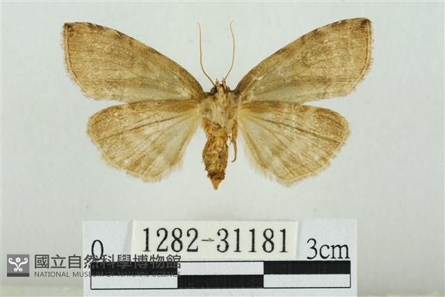 霧社環波紋蛾藏品圖，第2張