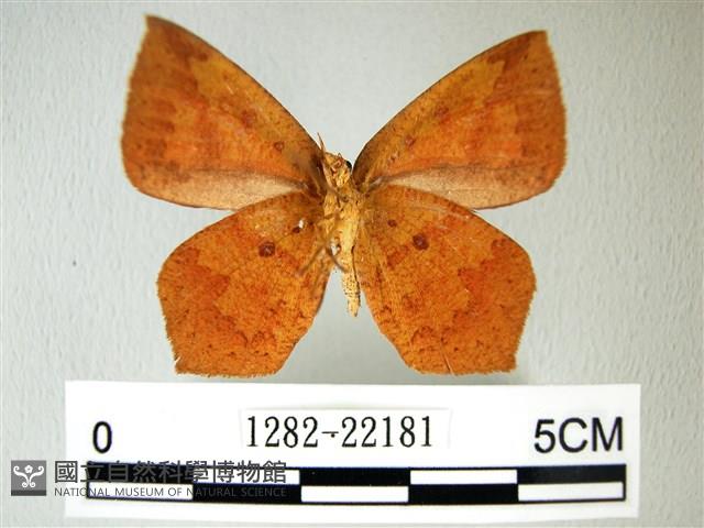 隱錨紋蛾藏品圖，第2張