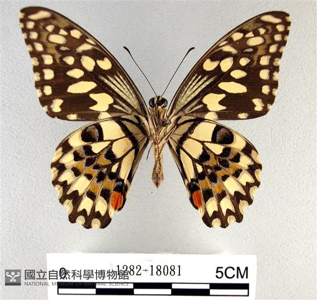 花鳳蝶、無尾鳳蝶藏品圖，第2張