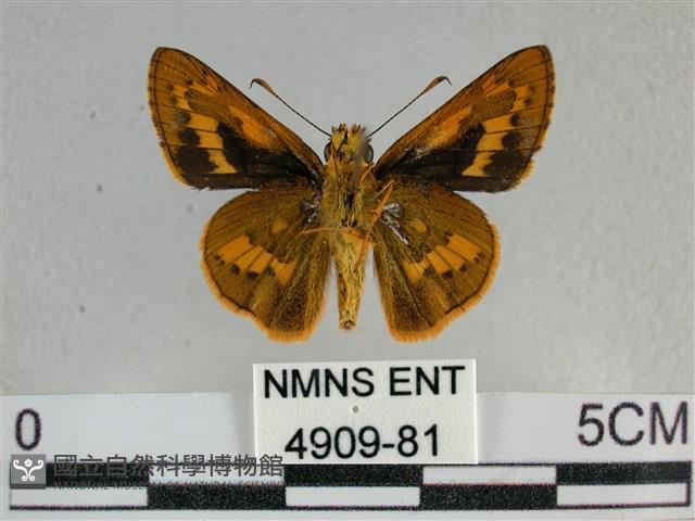 寬邊橙斑弄蝶藏品圖，第2張