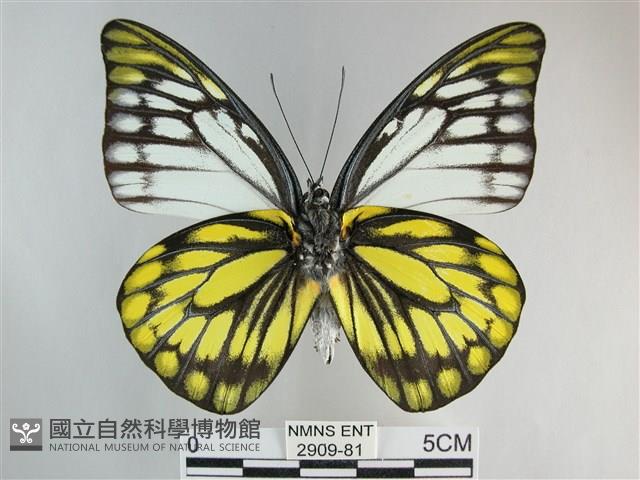 鋸粉蝶藏品圖，第2張