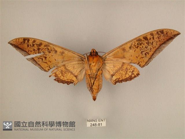 臺灣鷹翅天蛾藏品圖，第2張