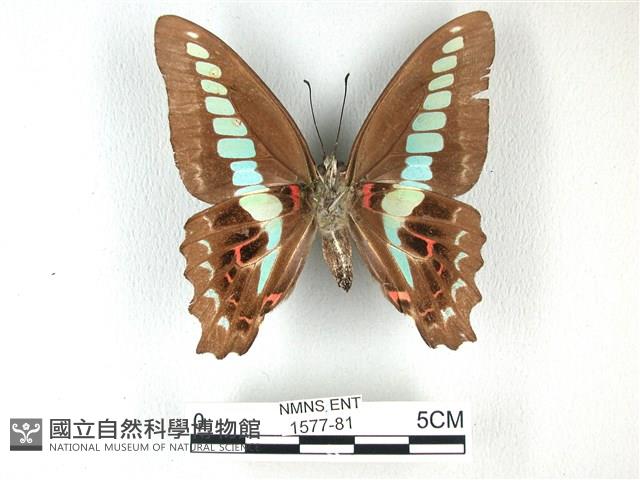 青帶鳳蝶藏品圖，第2張