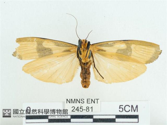 閃光苔蛾藏品圖，第2張