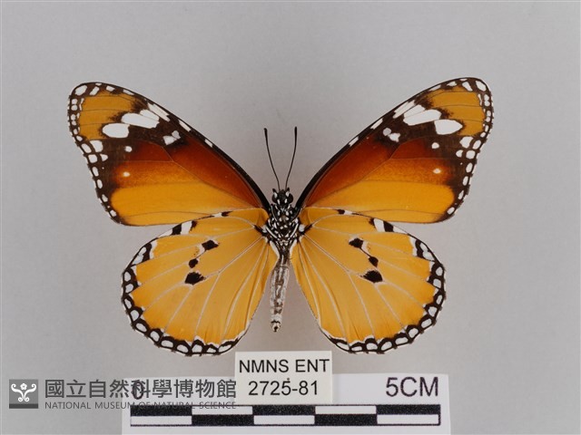 樺斑蝶藏品圖，第2張