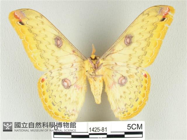 黃豹天蠶蛾藏品圖，第2張