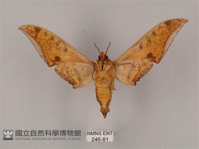 裂斑鷹翅天蛾藏品圖，第2張