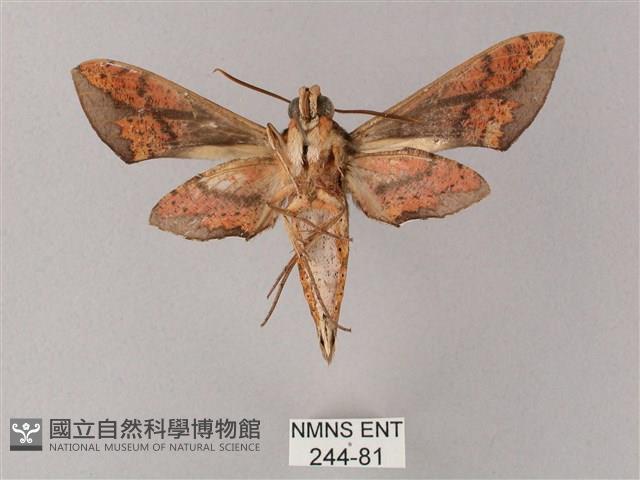 臺灣白肩天蛾藏品圖，第2張