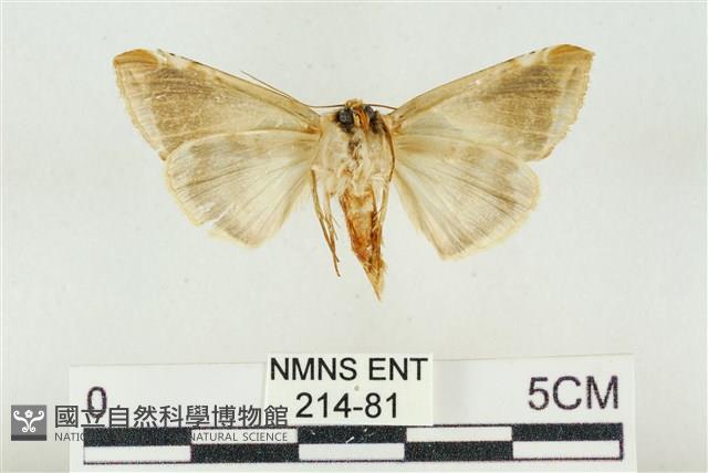 印華波紋蛾藏品圖，第2張