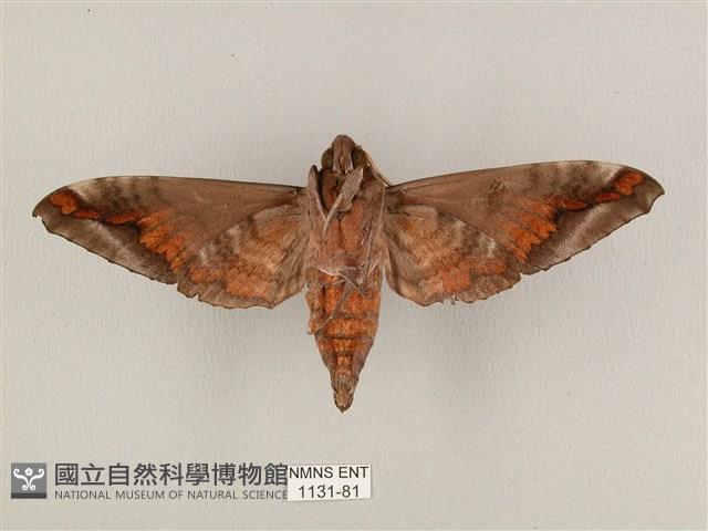 全緣缺角天蛾藏品圖，第2張