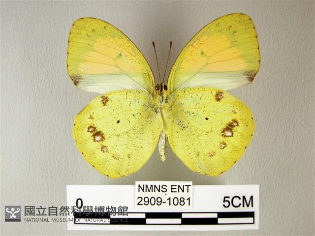 異粉蝶、雌白黃蝶藏品圖，第2張