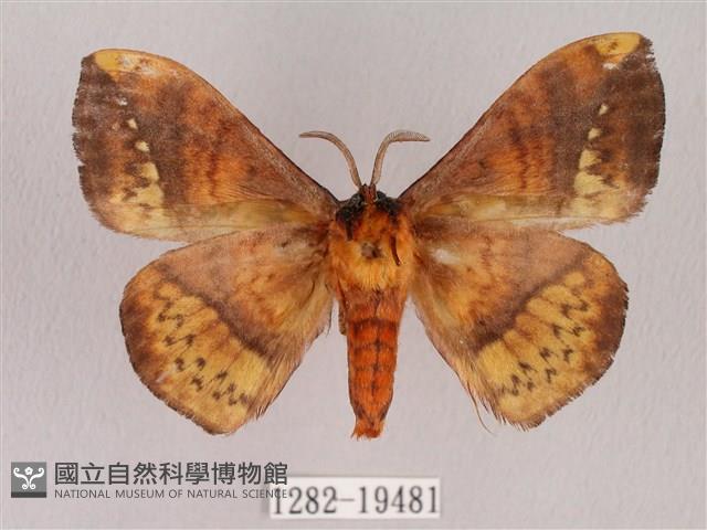 埔里帶蛾藏品圖，第2張