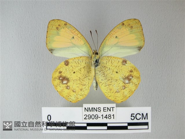 異粉蝶、雌白黃蝶藏品圖，第2張