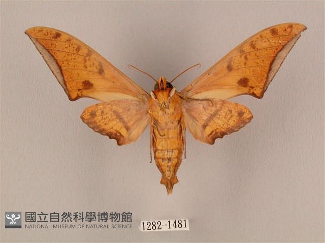 裂斑鷹翅天蛾藏品圖，第2張