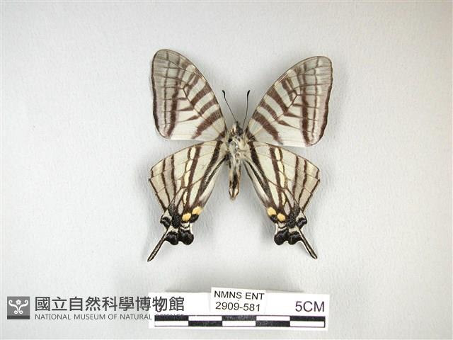 劍鳳蝶藏品圖，第2張