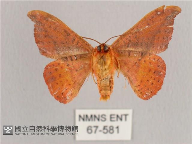 銀端帶鉤蛾藏品圖，第2張