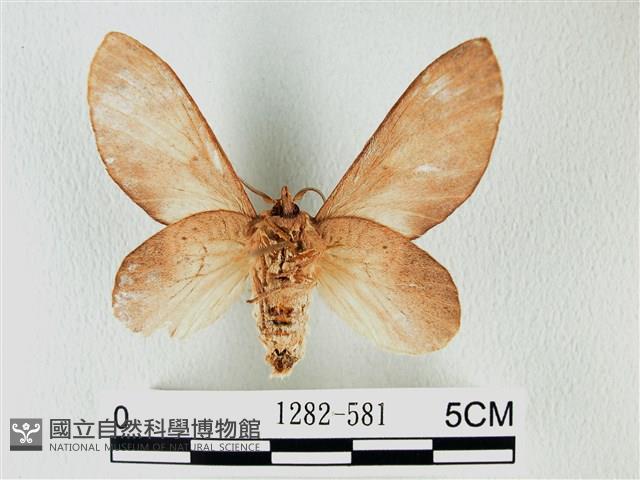 緣斑枯葉蛾藏品圖，第2張