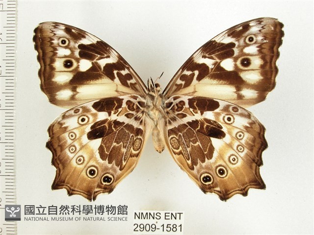 白斑蔭眼蝶藏品圖，第2張