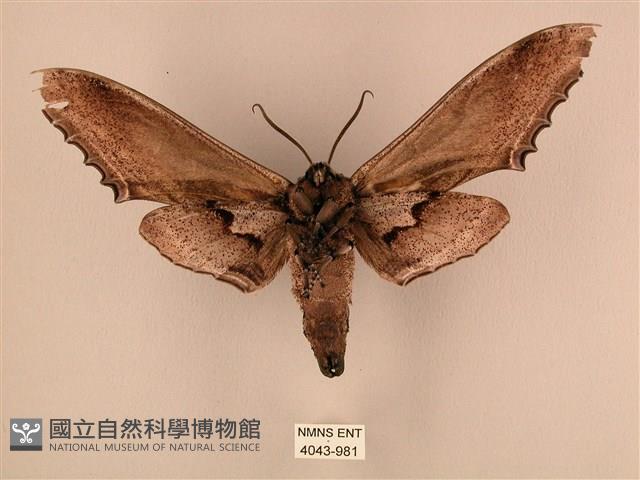 臺灣鋸翅天蛾藏品圖，第2張